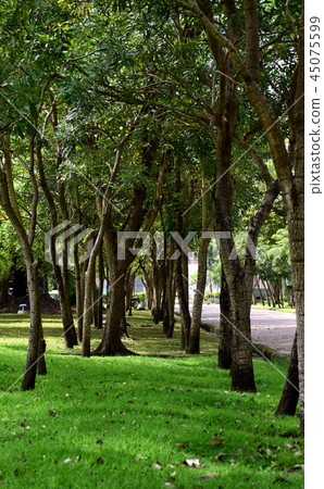 Tree tunnel Tree tunnel 45075599