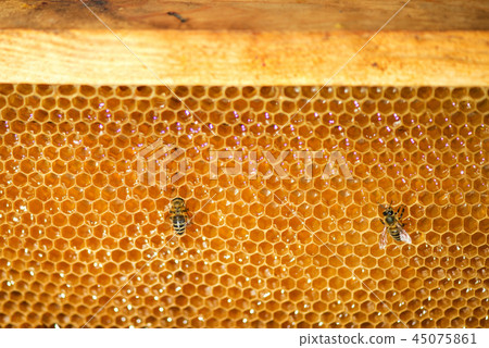 close up of bees on honeycomb in apiary close up of bees on honeycomb in apiary 45075861