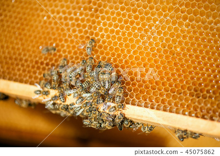 close up of bees on honeycomb in apiary close up of bees on honeycomb in apiary 45075862