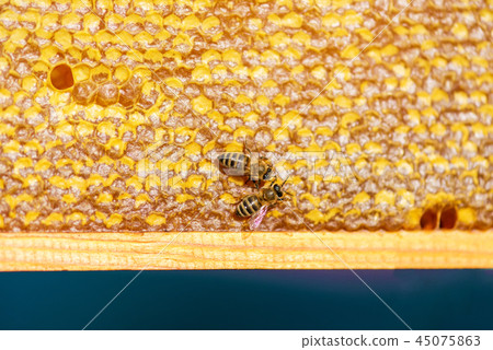 close up of bees on honeycomb in apiary close up of bees on honeycomb in apiary 45075863