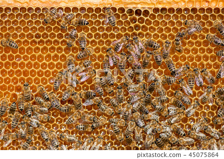 close up of bees on honeycomb in apiary close up of bees on honeycomb in apiary 45075864