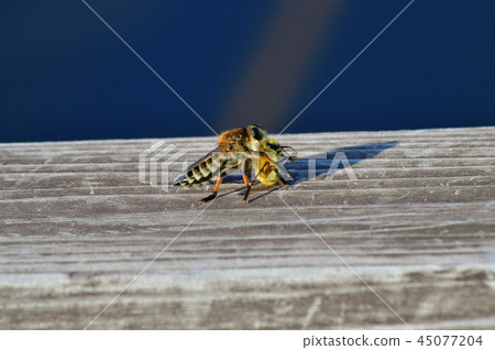Photograph taken of a female Shioyabu that caught an insect assumed to bee Photograph taken of a female Shioyabu that caught an insect assumed to bee 45077204