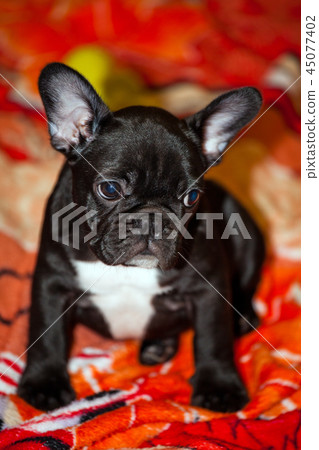 funny french bulldog puppy funny french bulldog puppy 45077402
