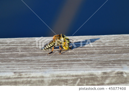 Photograph taken of a female Shioyabu that caught an insect assumed to bee Photograph taken of a female Shioyabu that caught an insect assumed to bee 45077408
