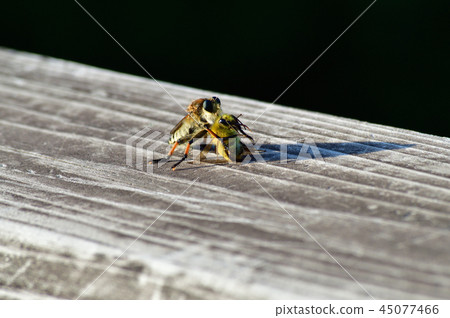 Photograph taken of a female Shioyabu that caught an insect assumed to bee Photograph taken of a female Shioyabu that caught an insect assumed to bee 45077466