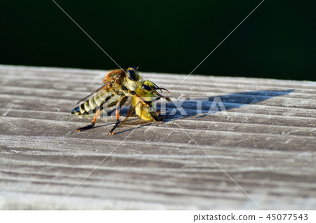 A picture taken of an insect presumed to bee caught by a female Shioyabu A picture taken of an insect presumed to bee caught by a female Shioyabu 45077543