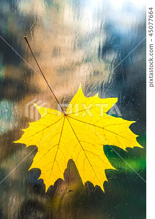 Autumn leaf on a wet window glass. 45077664