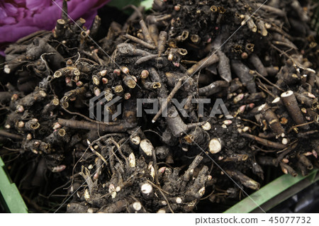 Bulbs in a market 45077732