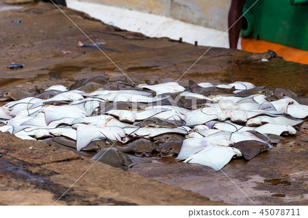 Stingrays caught and laid on ground at fishing pier Stingrays caught and laid on ground at fishing pier 45078711