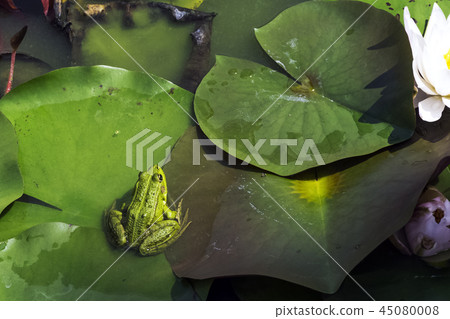 Pelophylax known as true, green, water pond frog Pelophylax known as true, green, water pond frog 45080008