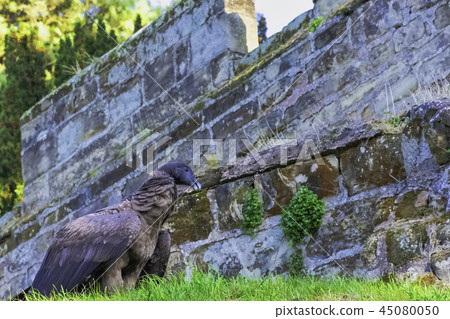 Young Andean condor (Vultur gryphus) Young Andean condor (Vultur gryphus) 45080050