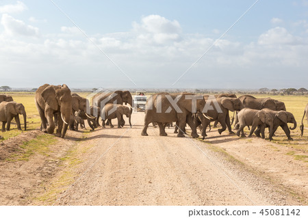 Herd of big wild elephants crossing dirt roadi in Amboseli national park, Kenya. Herd of big wild elephants crossing dirt roadi in Amboseli national park, Kenya. 45081142