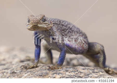 Mwanza flat-headed rock agama, Serengeti National Park, Tanzania. 45081194