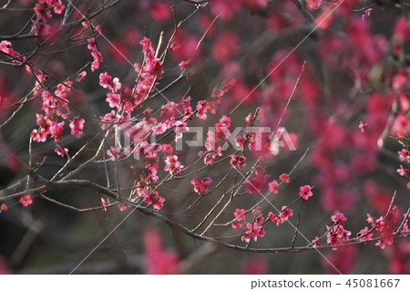 Plum 45081667