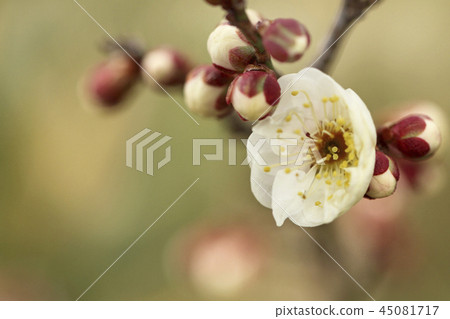 Plum 45081717