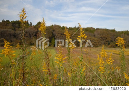 Familiar autumn and village landscape Familiar autumn and village landscape 45082020