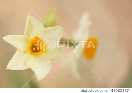 Narcissus 45082277