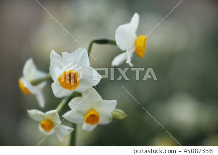 Narcissus 45082336