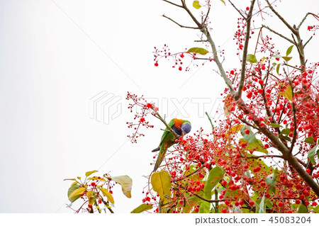 A Rainbow Lorikeet In A Flame Tree 45083204