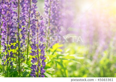 Blooming lupine flowers. A field of lupines 45083361