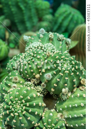 Close up group of green cactus background Close up group of green cactus background 45083511