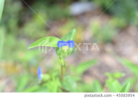 野花鴨蹠草 野花鴨蹠草 45083954