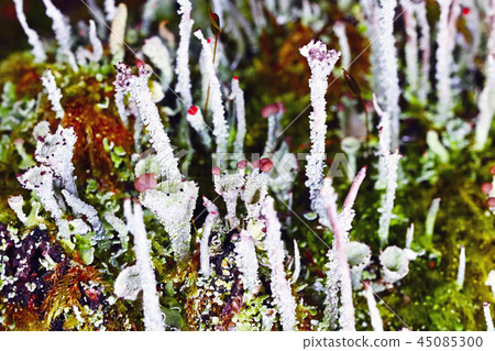 Lichens 45085300
