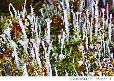 Lichens 45085301