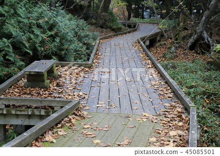 在Yunoko遠足徑的一條樹足跡 45085501