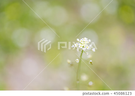 椰子花 45086123