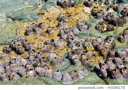 Jeju Island, Jeju Island 45086178