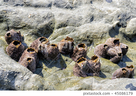 Jeju Island, Jeju Island 45086179