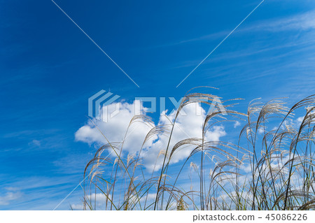 Ssuki refreshing autumn sky background 45086226