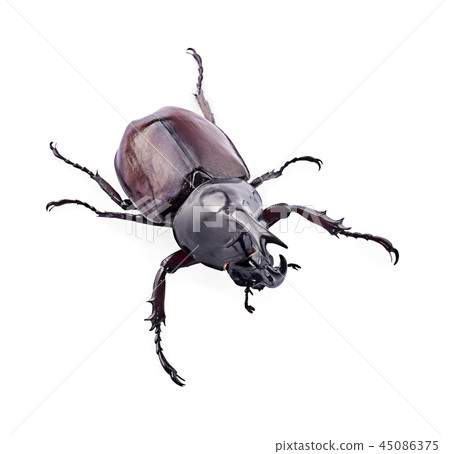 Dynastinae on white background Dynastinae on white background 45086375