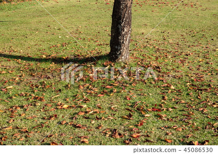 Autumn leaves Fall leaves Takamatsu City, Kagawa Prefecture 45086530