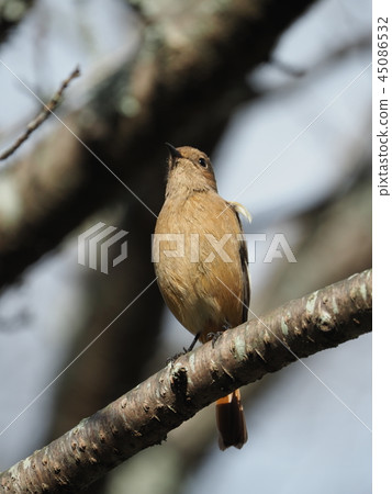 Northern Redstart female Northern Redstart female 45086532