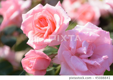 Rose (Princess Aico) 45086641