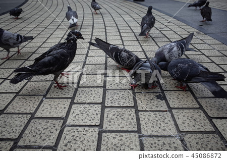 A world of weak meat and eating that spreads under your feet A world of weak meat and eating that spreads under your feet 45086872