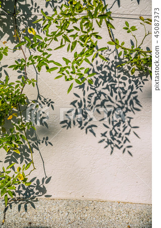 Leaf silhouette 45087373