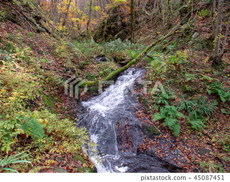原始森林和沼澤的水 原始森林和沼澤的水 45087451