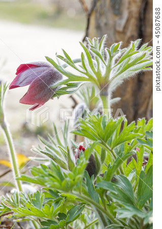 pasqueflower 45087688