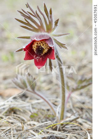 pasqueflower 45087691