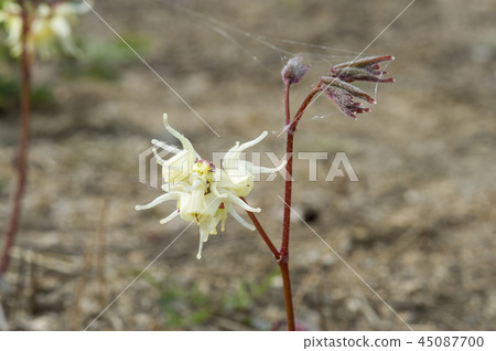 pasqueflower 45087700