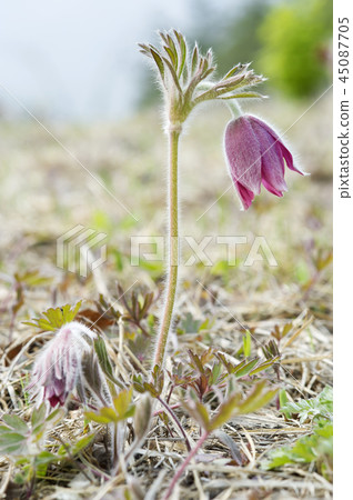 pasqueflower 45087705