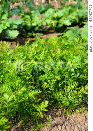 Autumn vegetables scenery i of kitchen garden Autumn vegetables scenery i of kitchen garden 45087791