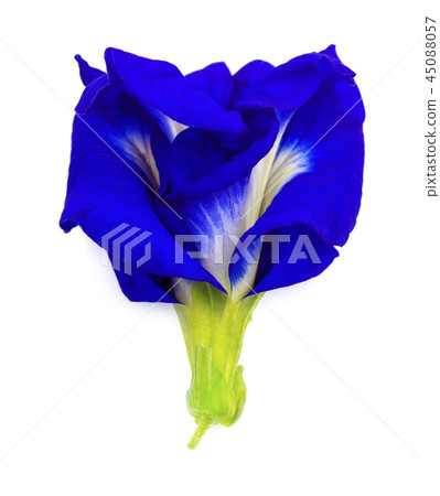 Anchan flowers on white background. Anchan flowers on white background. 45088057