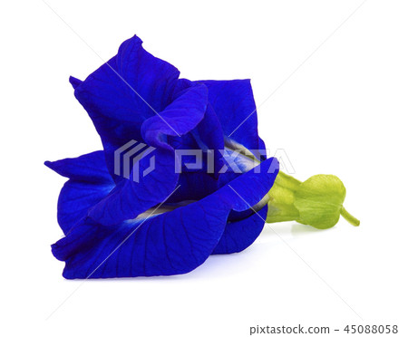Anchan flowers on white background. Anchan flowers on white background. 45088058