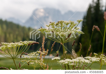 Lago Misurina in the Italian Dolomites Lago Misurina in the Italian Dolomites 45088085