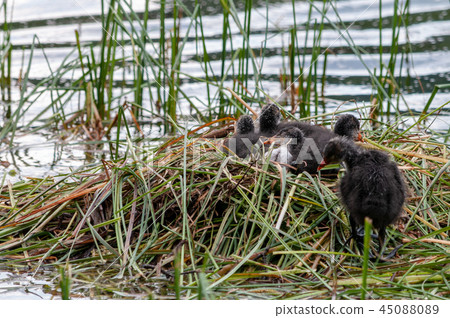 Lago Misurina in the Italian Dolomites Lago Misurina in the Italian Dolomites 45088089