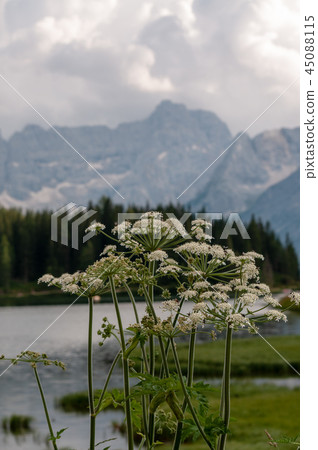 Lago Misurina in the Italian Dolomites 45088115